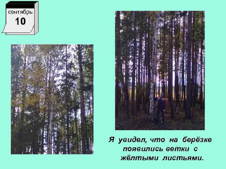 сентябрь 10 Я увидел, что на берёзке появились ветки с жёлтыми листьями. 