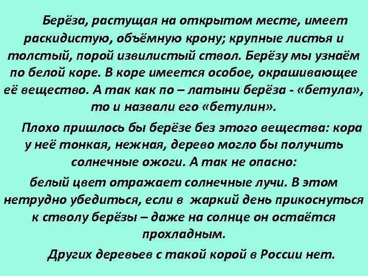 Берёза, растущая на открытом месте, имеет раскидистую, объёмную крону; крупные листья и толстый, порой