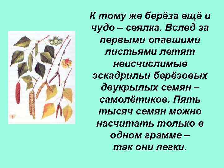 К тому же берёза ещё и чудо – сеялка. Вслед за первыми опавшими листьями