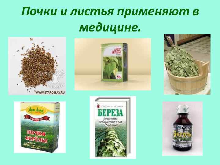 Почки и листья применяют в медицине. 