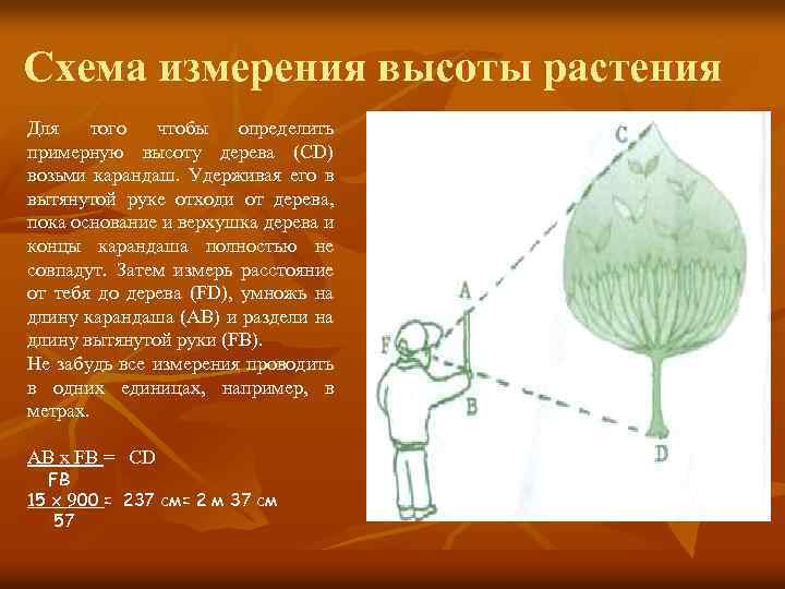 Высота растения. Измерение высоты растений. Высота растений схема. Определить высоту у растения. Определение высоты растений.