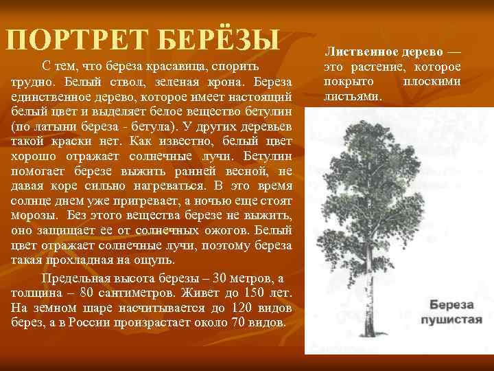 ПОРТРЕТ БЕРЁЗЫ Лиственное дерево — С тем, что береза красавица, спорить это растение, которое