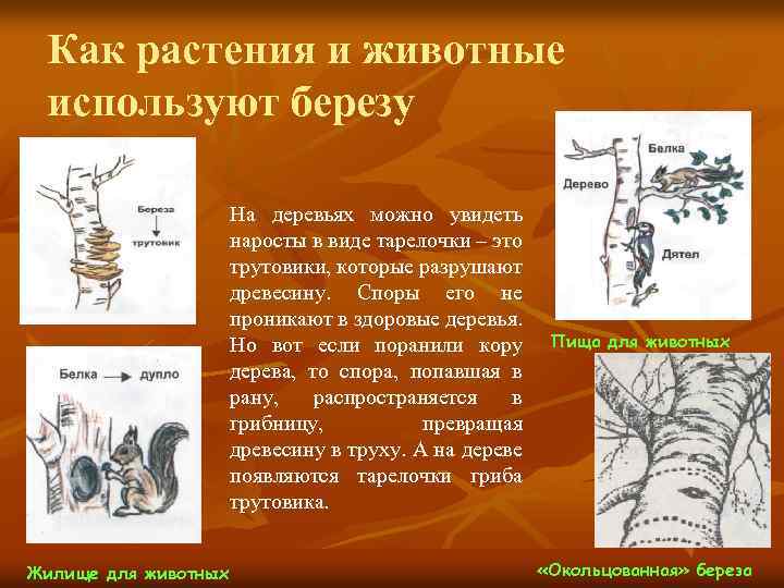 Как растения и животные используют березу На деревьях можно увидеть наросты в виде тарелочки