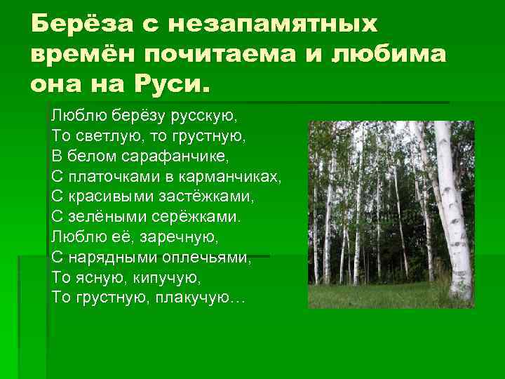 Берёза с незапамятных времён почитаема и любима она на Руси. Люблю берёзу русскую, То