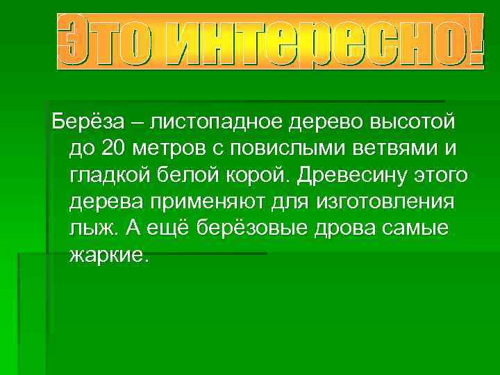 Берёза – листопадное дерево высотой до 20 метров с повислыми ветвями и гладкой белой