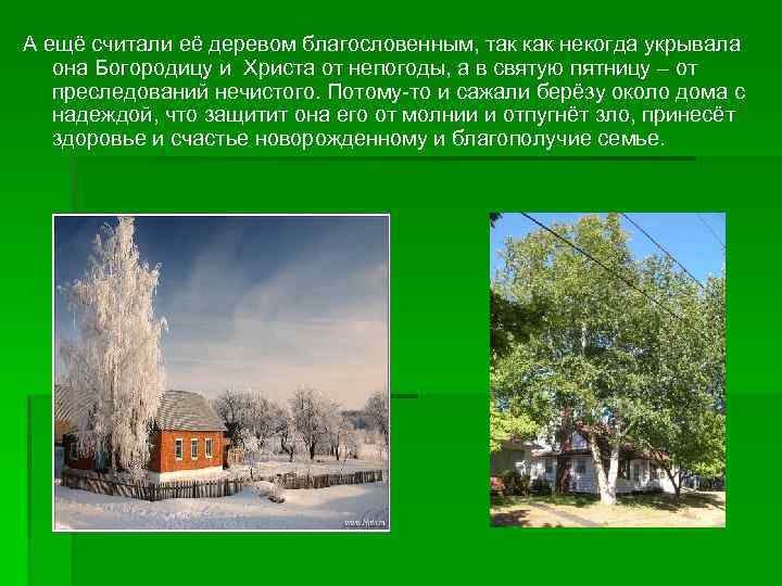 А ещё считали её деревом благословенным, так как некогда укрывала она Богородицу и Христа