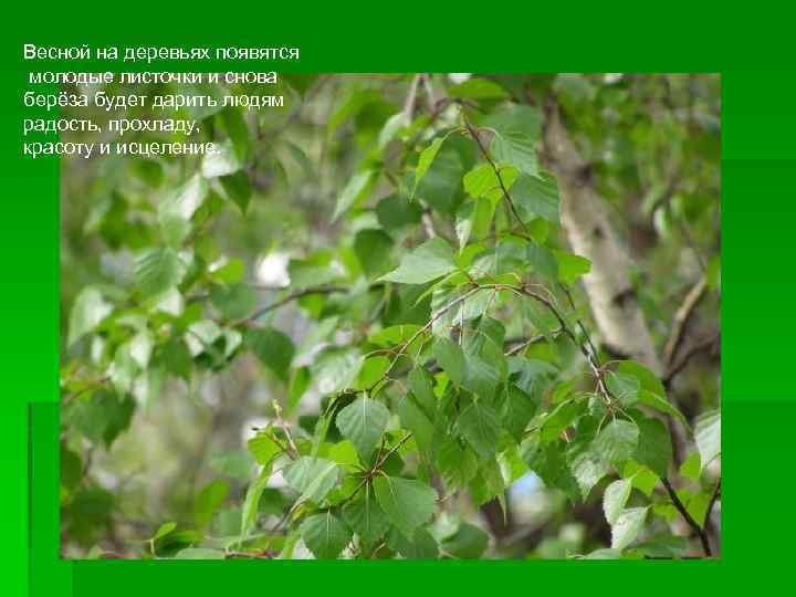 Весной на деревьях появятся молодые листочки и снова берёза будет дарить людям радость, прохладу,