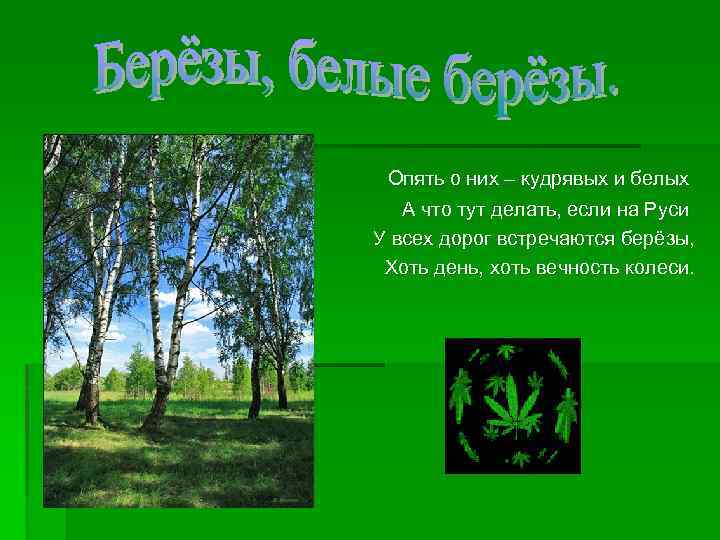 Опять о них – кудрявых и белых А что тут делать, если на Руси