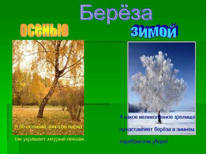 А какое великолепное зрелище А её осенний золотой наряд так украшает хмурый пейзаж. представляет
