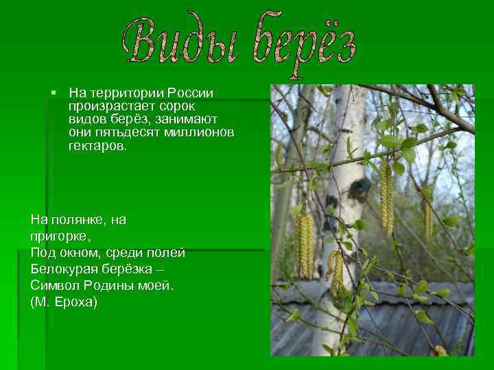 § На территории России произрастает сорок видов берёз, занимают они пятьдесят миллионов гектаров. На