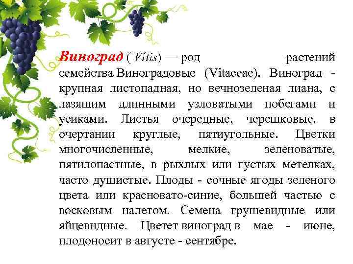Виноград ( Vítis) — род растений семейства Виноградовые (Vitaceae). Виноград - крупная листопадная, но