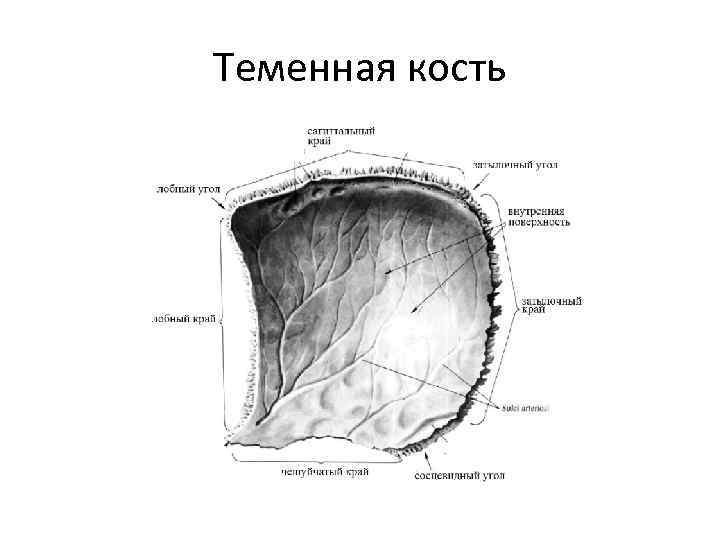 Теменная кость черепа