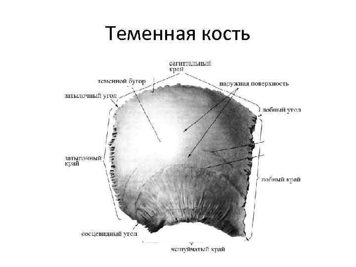 Теменная кость черепа фото