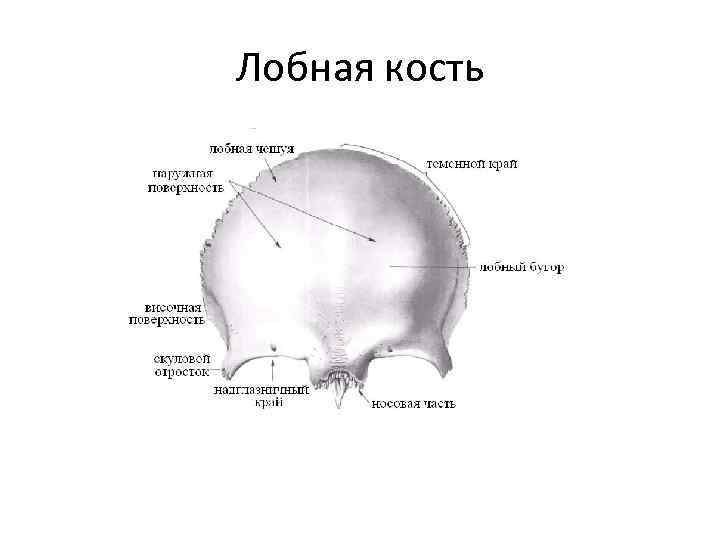 Лобная кость отростки. Строение лобной кости черепа. Скат затылочной кости анатомия. Наружная поверхность лобной кости латынь. Лобное отверстие лобной кости.