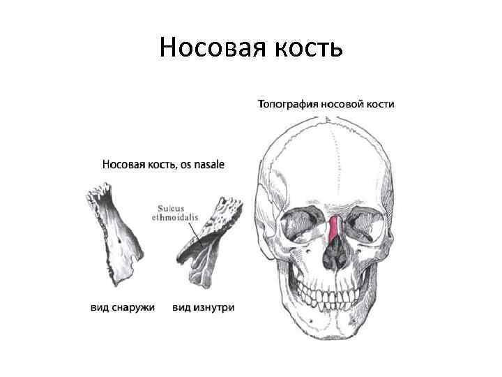 Носовая кость 