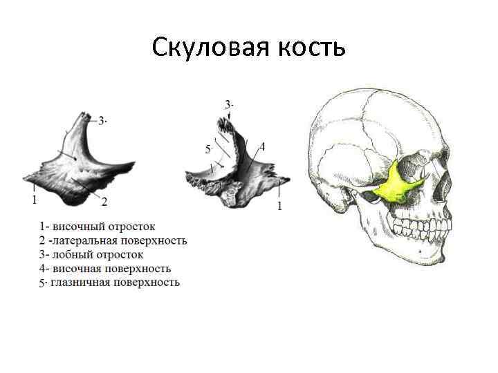 Височный отросток. Скуловая кость анатомия строение. Скуловая кость в черепе строение. Скуловая кость отростки. Анатомическое строение скуловой кости.