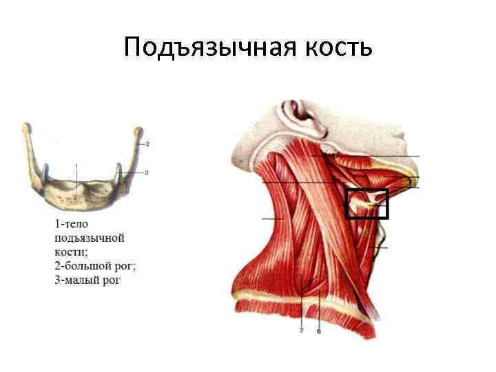 Подъязычная кость фото где находится