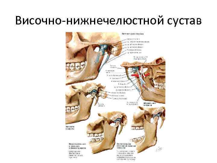 Височно-нижнечелюстной сустав 