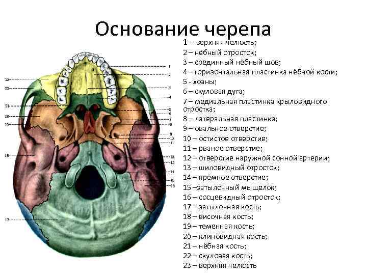 Яремное отверстие картинки