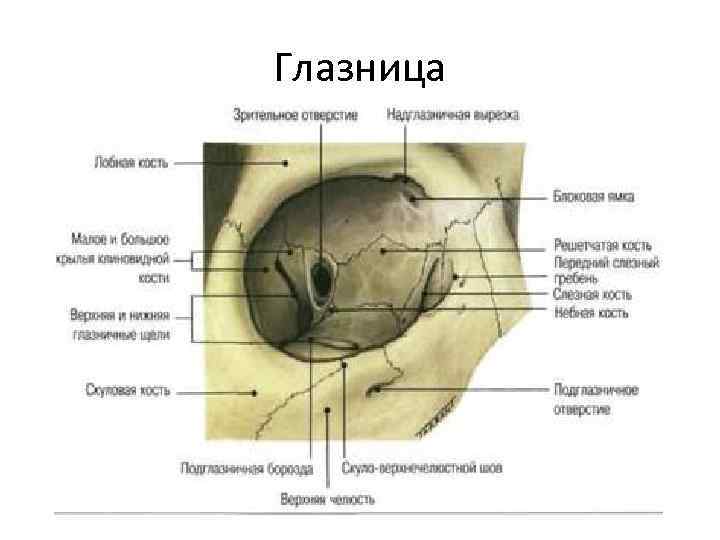 Строение глазницы кости. Полость глазницы анатомия. Стенки глазницы топографическая анатомия. Строение глазницы черепа человека. Анатомия черепа кости глазницы.