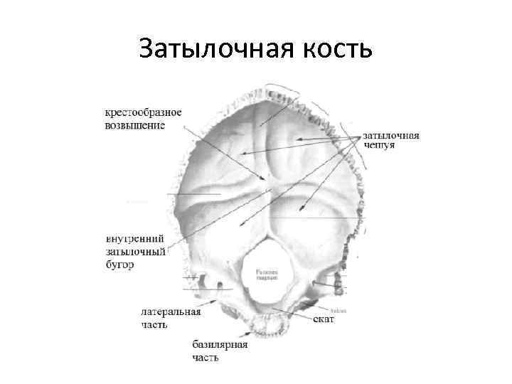 Фото затылочная кость