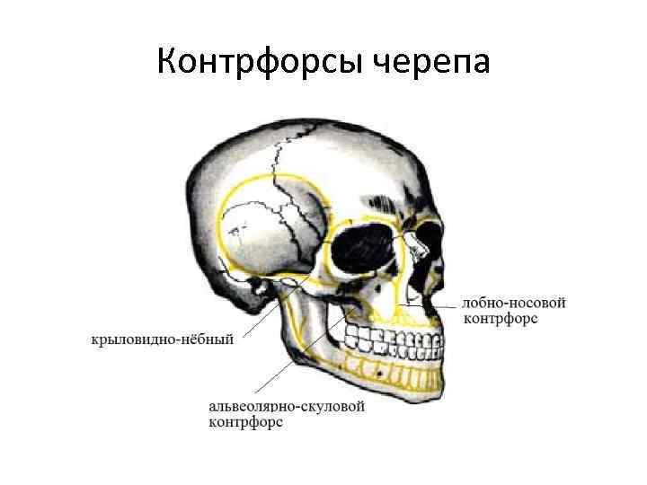 Схема контрфорсов анатомия