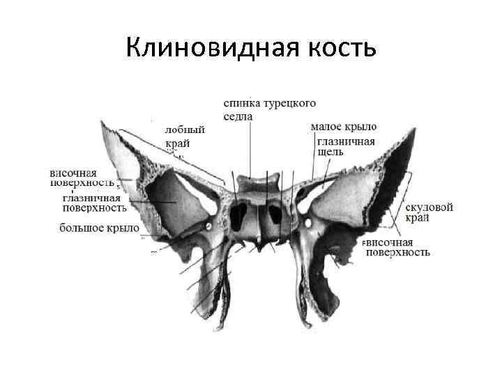 Зрительный канал клиновидной кости