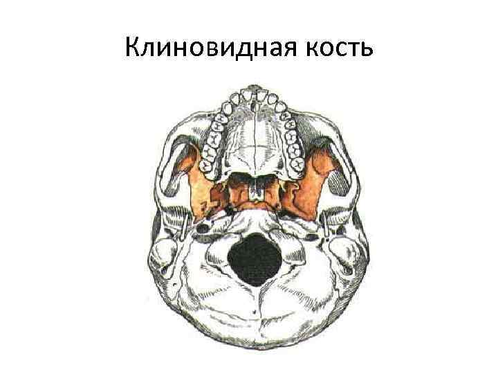 Клиновидная кость 