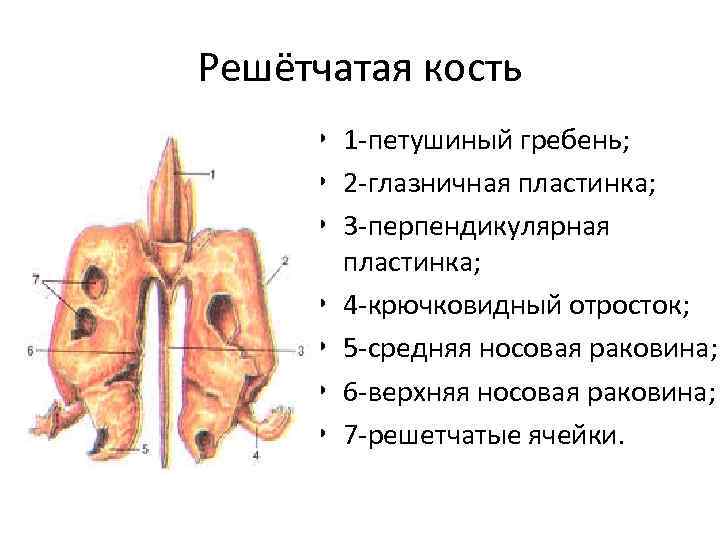 Изменения решетчатой кости