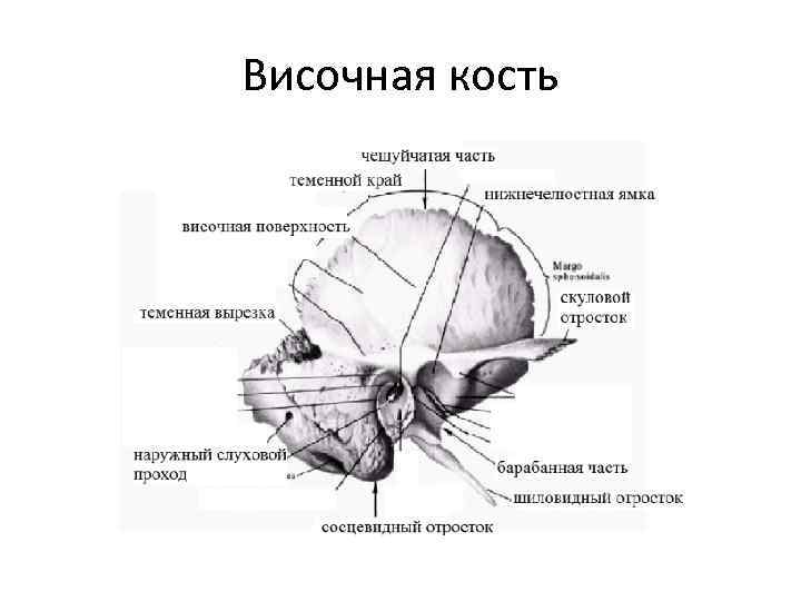 Сосцевидный отросток правой височной кости. Строение височной кости анатомия. Височная кость черепа анатомия.