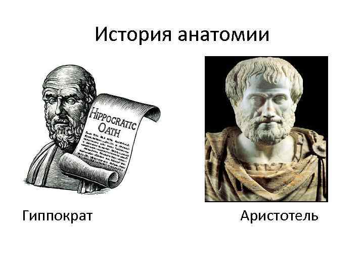 История анатомии Гиппократ Аристотель 