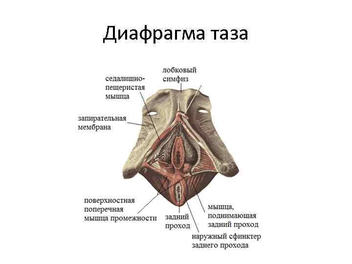 Фасции мочеполовой диафрагмы. Поверхностные мышцы мочеполовой диафрагмы у женщин. Диафрагма малого таза анатомия. Мышцы малого таза анатомия строение. Мышцы диафрагмы таза анатомия.