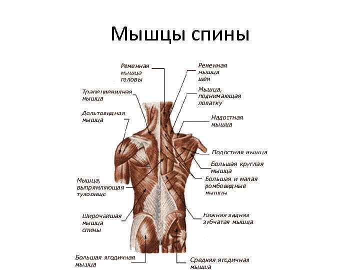 Мышцы спины 