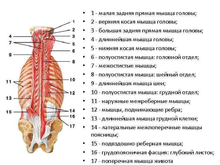 Длинная мышца человека