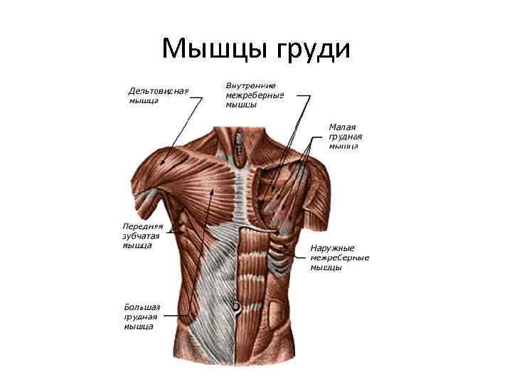 Мышцы груди картинка