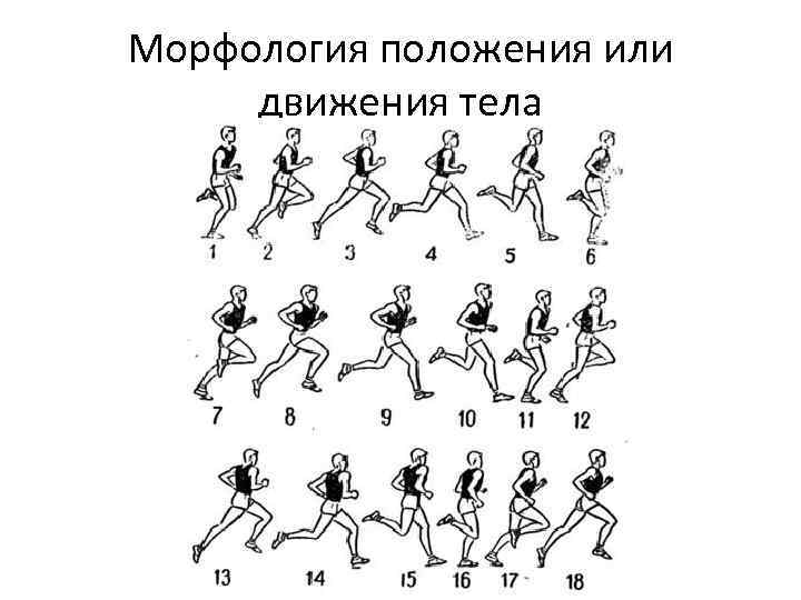 Морфология положения или движения тела 