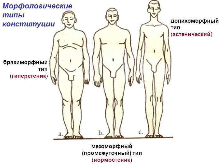 Конституциональная схема бунака