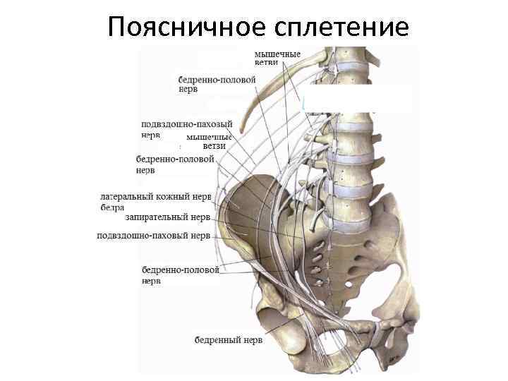 Половой нерв у мужчин симптомы. Пояснично-крестцовое сплетение анатомия. Схема нервов пояснично крестцового отдела. Подвздошно подчревный нерв. Поясничное сплетение анатомия с мышцами.