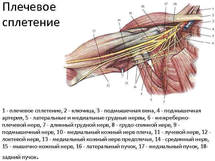 Плечевое сплетение 1 - плечевое сплетение, 2 - ключица, 3 - подмышечная вена, 4