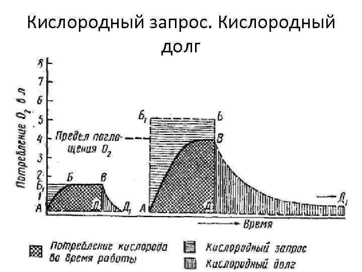 Кислородный запрос. Кислородный долг 