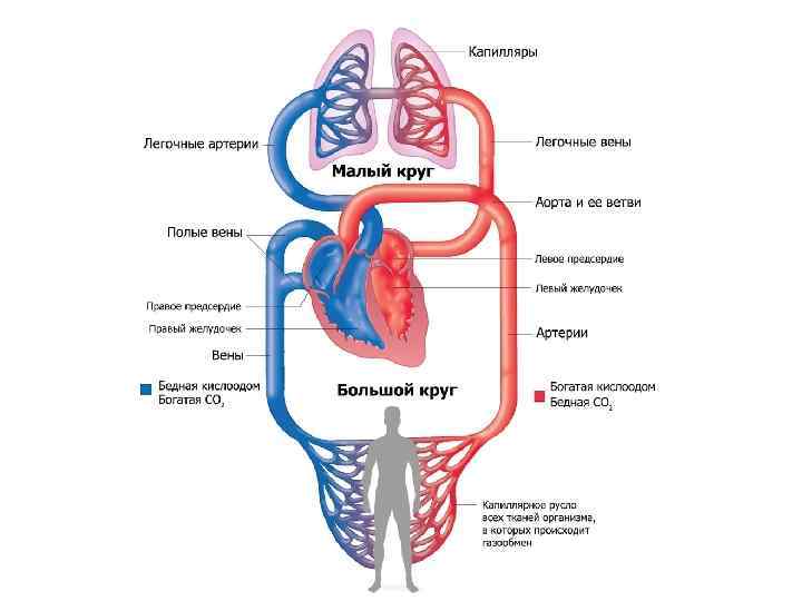 Схема движения крови в организме