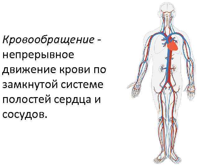Непрерывное движение крови по организму