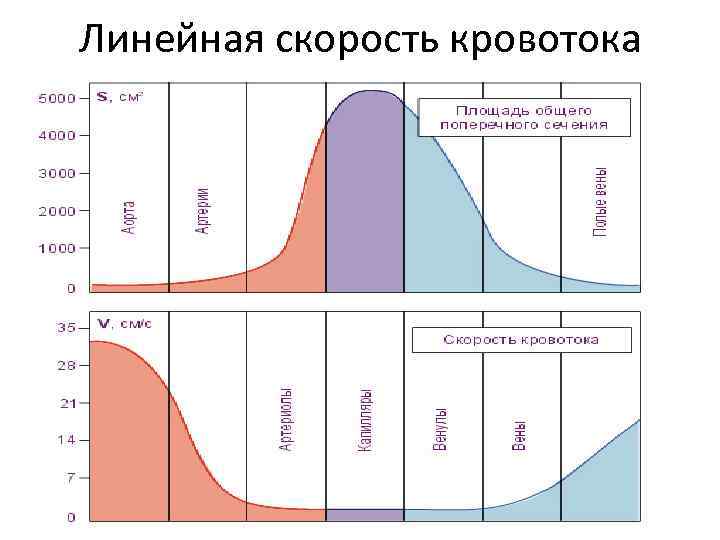 Линейная скорость кровотока в артериях