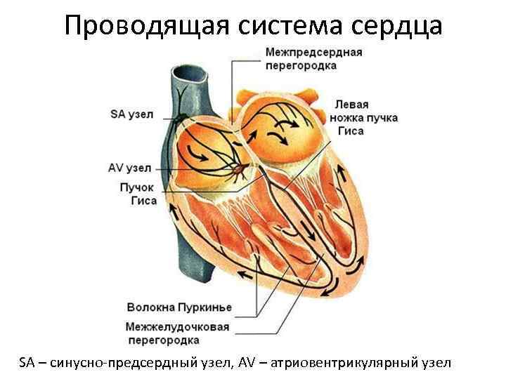 Проводящая система сердца SA – синусно-предсердный узел, AV – атриовентрикулярный узел 