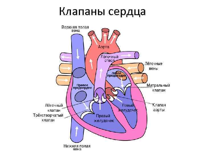 Сердечный цикл клапаны