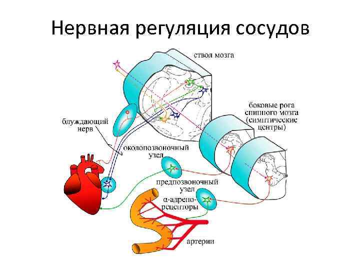 Центральная регуляция кровообращения