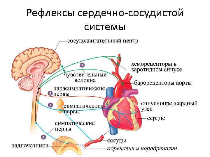 Рефлексы сердечно-сосудистой системы 