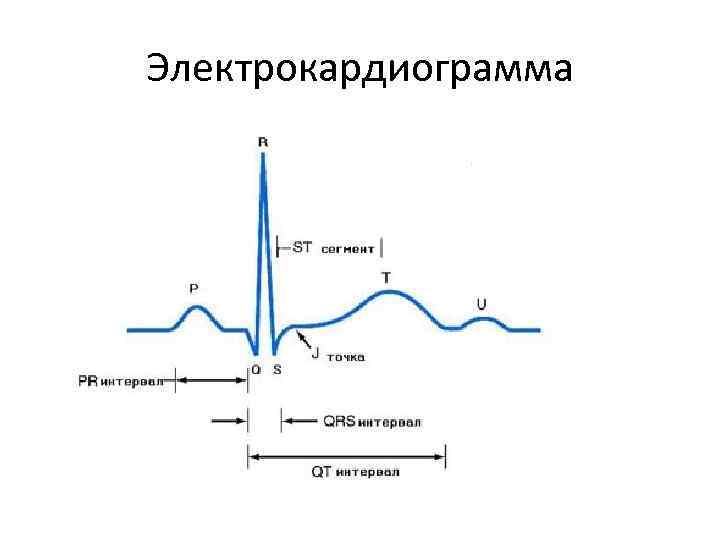 Электрокардиограмма 