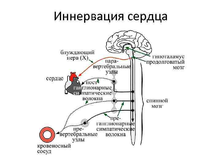 Иннервация сердца 