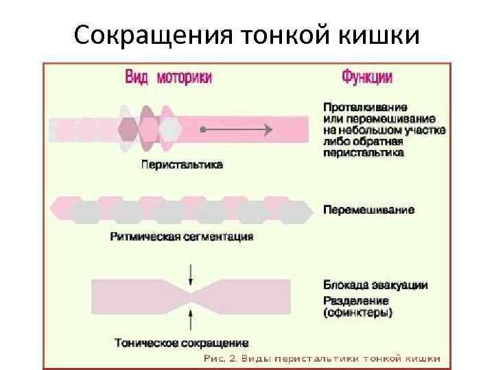 Сокращения тонкой кишки 